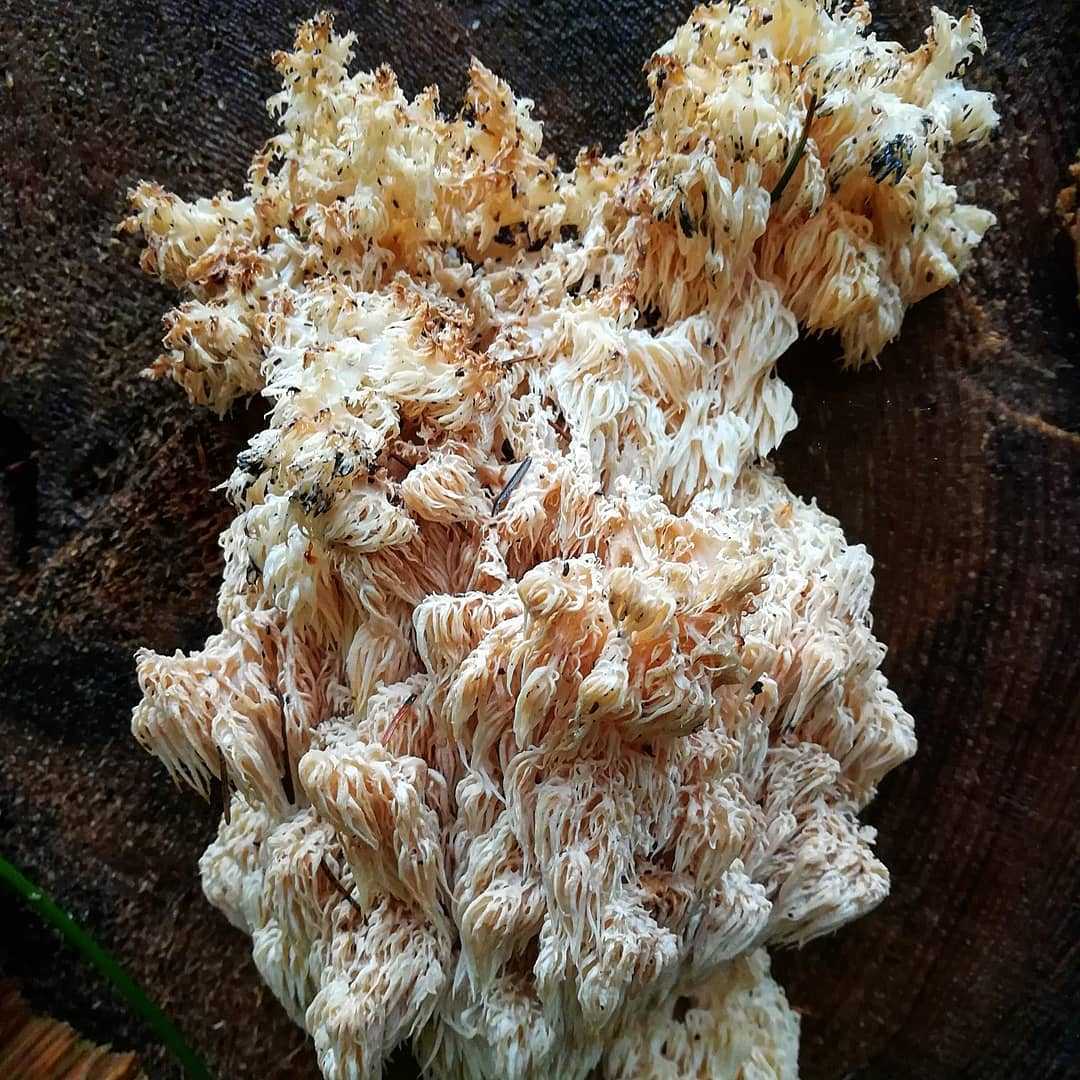Гриб ежевик коралловидный как готовить