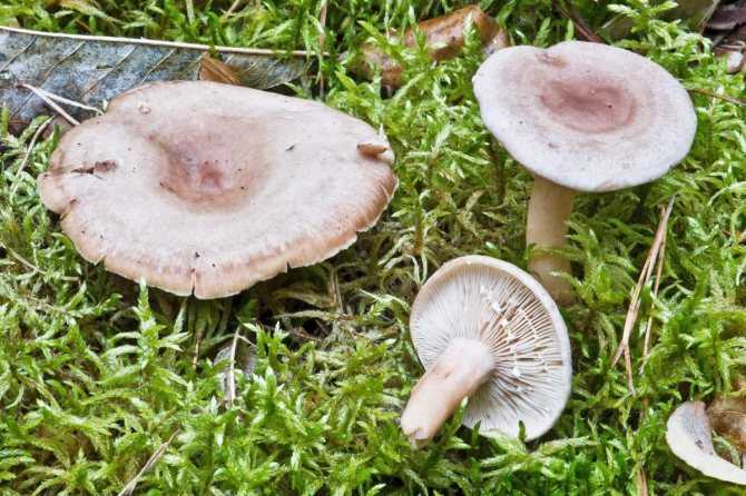 Яичный гриб: как готовить и где растет цезарский мухомор