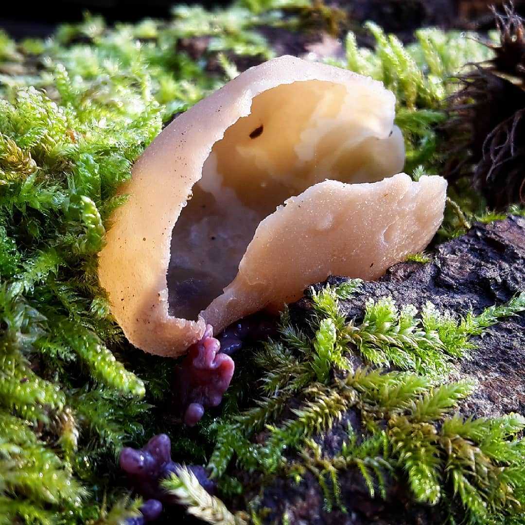 Негниючник шаровидный (marasmius wynnei): как выглядит, где и как растет, съедобный или нет