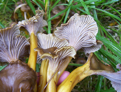 Лисички - описание, свойства, особенности, фото съедобного гриба