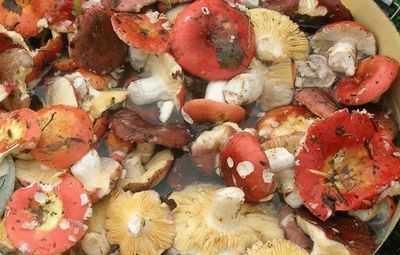 Как и сколько замачивать сушеные и свежие грибы перед приготовлением?