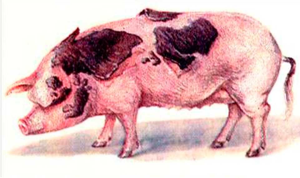 Профилактика и контроль пролиферативной энтеропатии у свиней (илеиты)