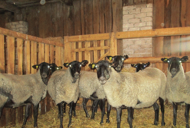 Овцы эдильбаевской породы: содержание, продуктивность эдильбая