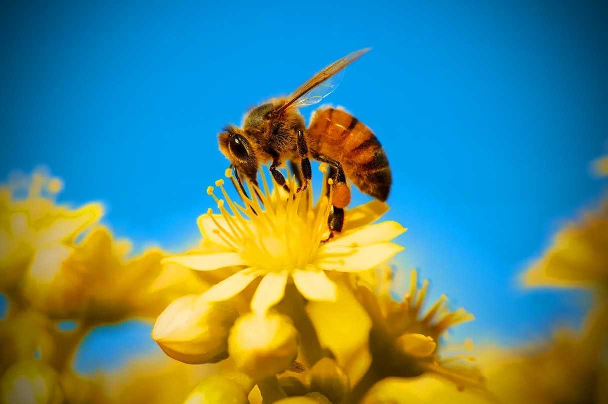 Как устроена рабочая медоносная пчела, ее обязанности в улье, устройство семьи. Основы ухода за пасекой, расположение ульев, необходимые работы в течение сезона.