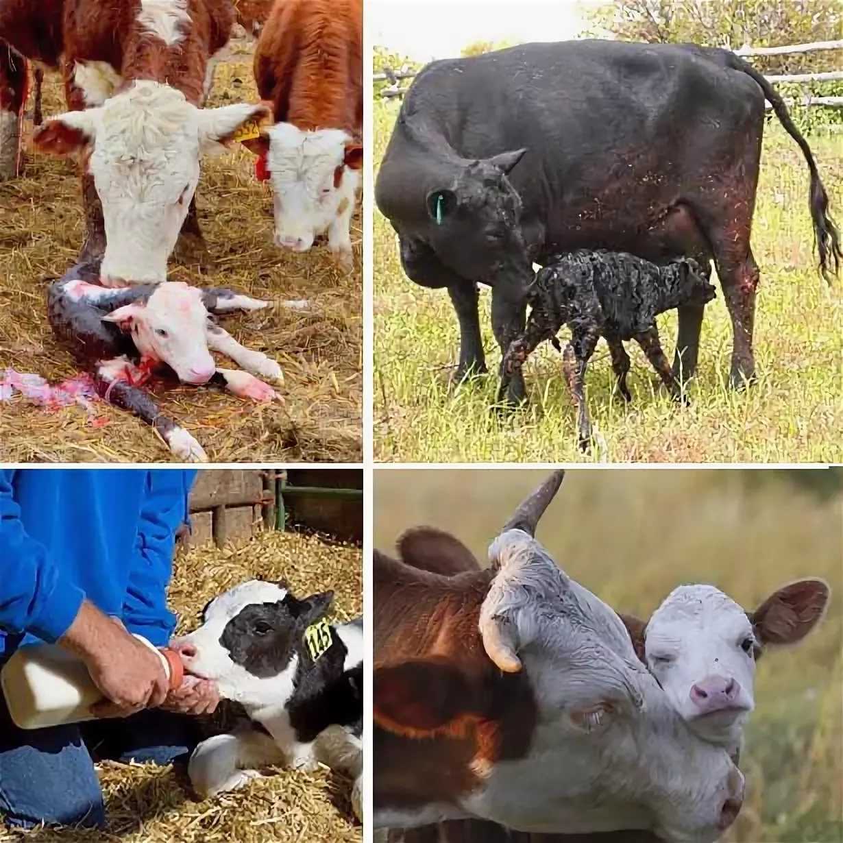 Какие рождаются телята. Подготовка коров к отелу. Кормление сельскохозяйственных животных.
