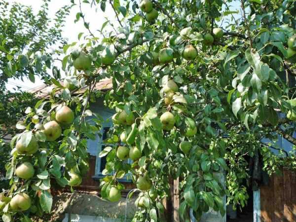 Сорта груш для ростовской области: фото с названием и описанием
