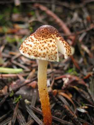 Как готовить грибы-зонтики - рецепты приготовления съедобных грибов, на зиму и как чистить и хранить грибы