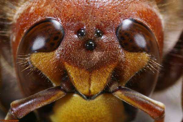 Внешнее строение пчелы: количество глаз, крыльев и ног. Как пчела видит окружающий мир. Анатомия насекомого: наличие сердца, количество желудков, органы дыхания.