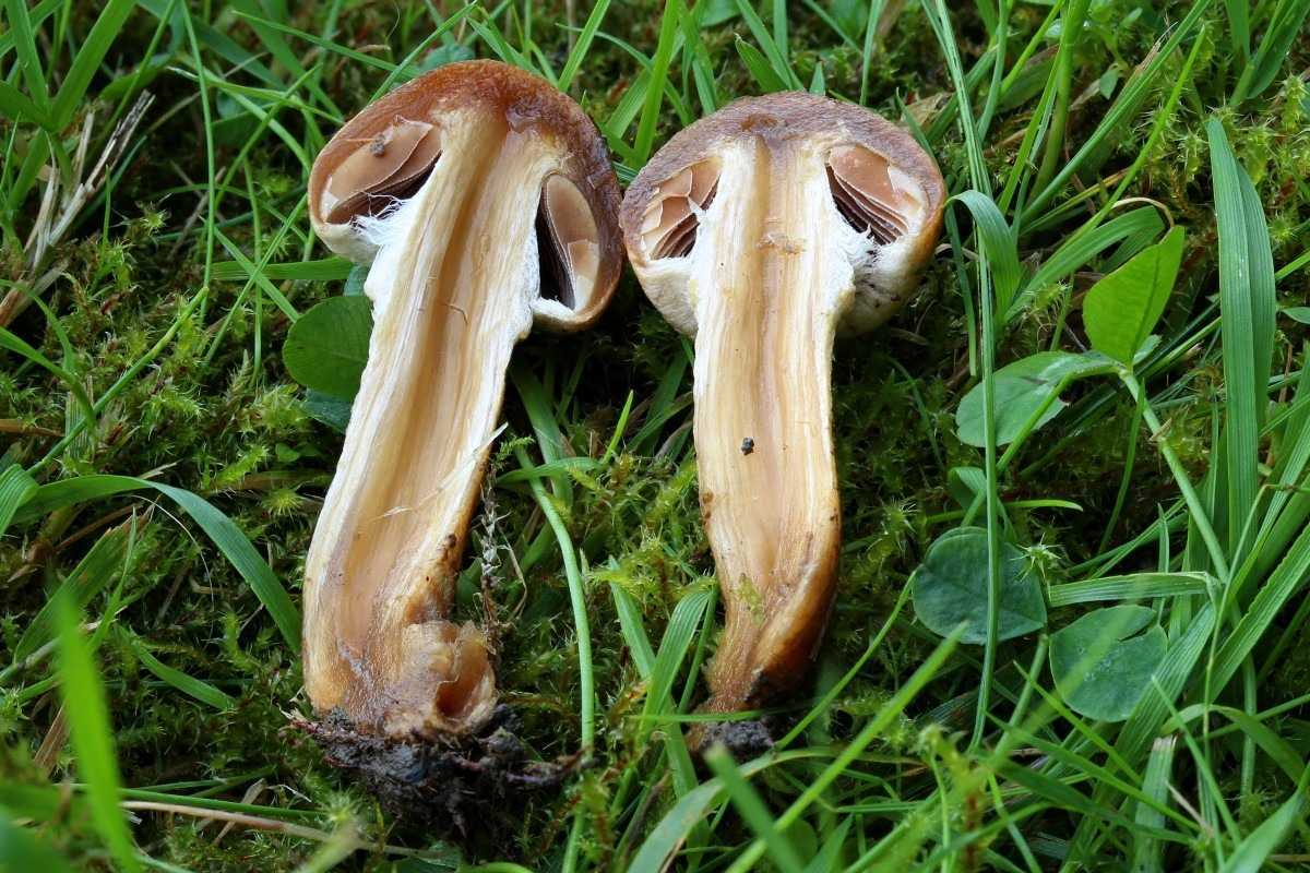 Псатирелла шаровидная (psathyrella piluliformis) –  грибы сибири
