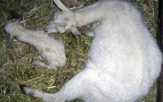 Болезни козлят: виды, симптомы, причины, особенности лечения и профилактика