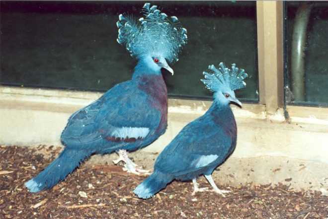 Птица голубь - 115 фото, описание, строение, полет и особенности размножения