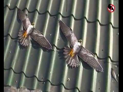 Описание эффективных способов как отпугнуть голубей с балкона или крыши