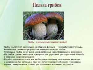 Древесные грибы калорийность на 100