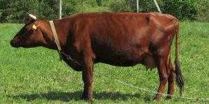 Бестужевская порода коров: характеристика, отзывы