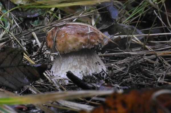 Грибы похожие на белый гриб: как отличить опасных и ядовитых двойников от истинного боровика?