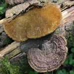 Трутовики: описание гриба, ядовитые или съедобные виды,