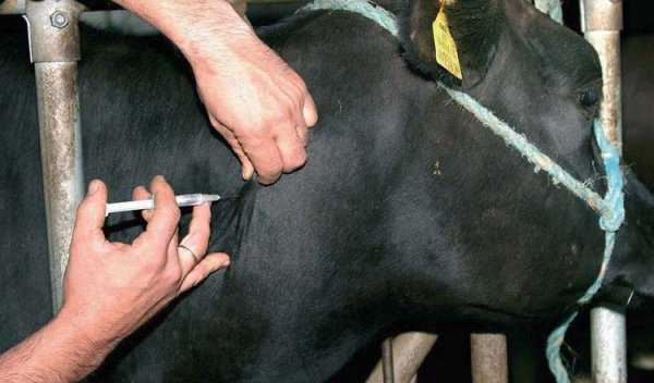 Как поставить корове укол: особенности введения инъекций КРС, как сделать укол теленку или корове. Как сделать уколы внутримышечно, внутривенно, подкожно.