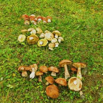 Панеолина сенокосная (panaeolina foenisecii) –  грибы сибири