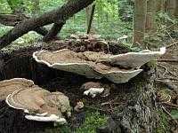 На деревьях выросли грибы? как справиться с незапланированным урожаем
