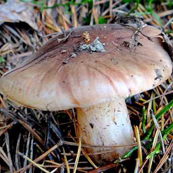 Описание и особенности применения гриба рядовка мыльная
