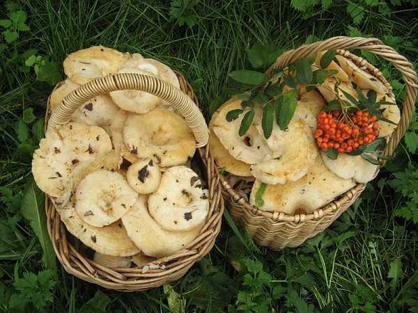 Как замачивать грибы для супа и перед жаркой: правильная обработка сушеных и свежих грибов разных видов
