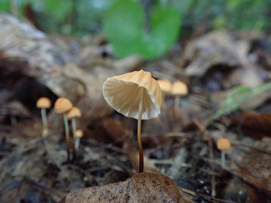 Негниючник шаровидный – небольшой белый гриб
