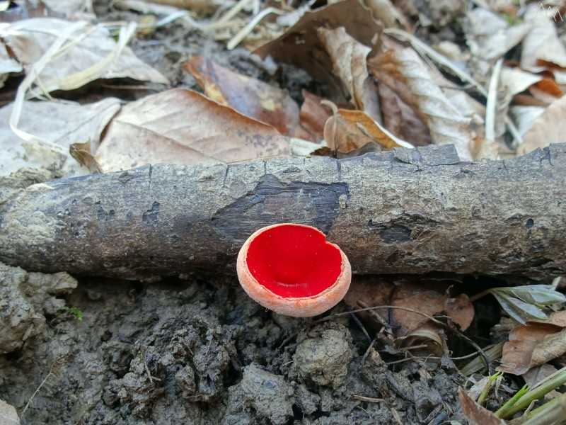 Филлопорус розово-золотистый: как выглядят грибы, где и как растут, съедобны или нет