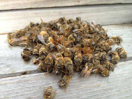Пчелиный подмор при простатите