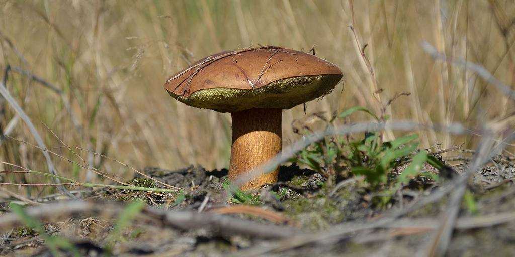 ᐉ грибы моховики ложные и настоящие, как отличить, описание, видео - my-na-dache.ru
