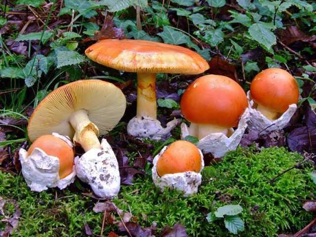 Распространение и описание гриба поплавка шафранового, фото