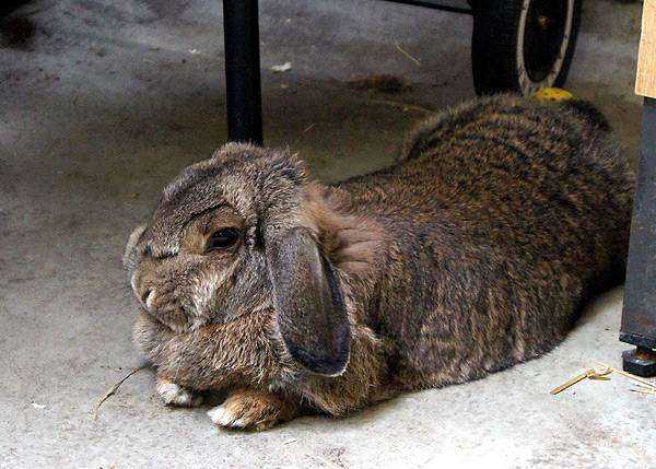 Болезни кроликов: симптомы и их лечение + фото. Самые распространенные заболевания.