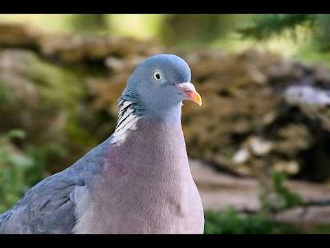 Дикий голубь — вяхирь: места обитания, особенности веса, питание и размножение