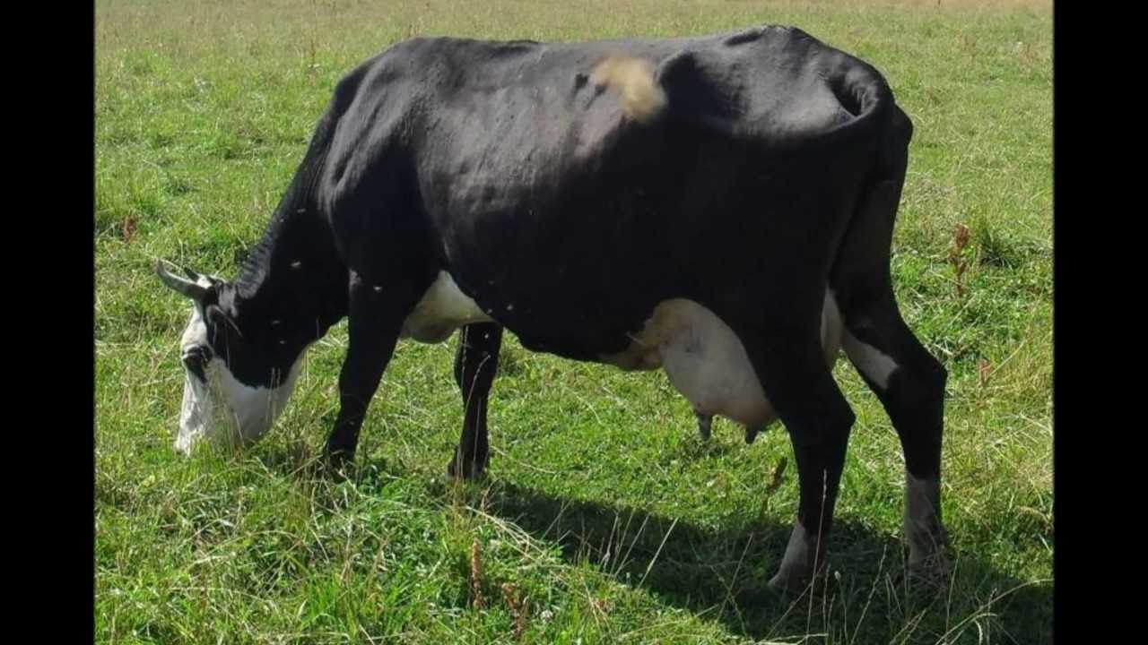 Ярославская порода коров: характеристики, фото и отзывы о породе