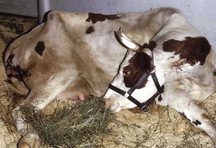 Ацетонемия молочных коров