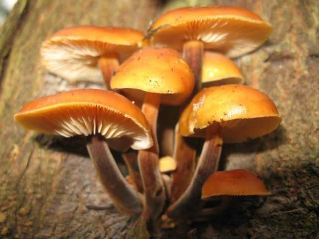 Коллибия веретеноногая (денежка веретеноногая, gymnopusfusipes): как выглядят грибы, где и как растут, съедобны или нет