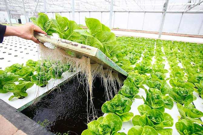 Гидропоника – что это такое: системы для выращивание зеленых кормов