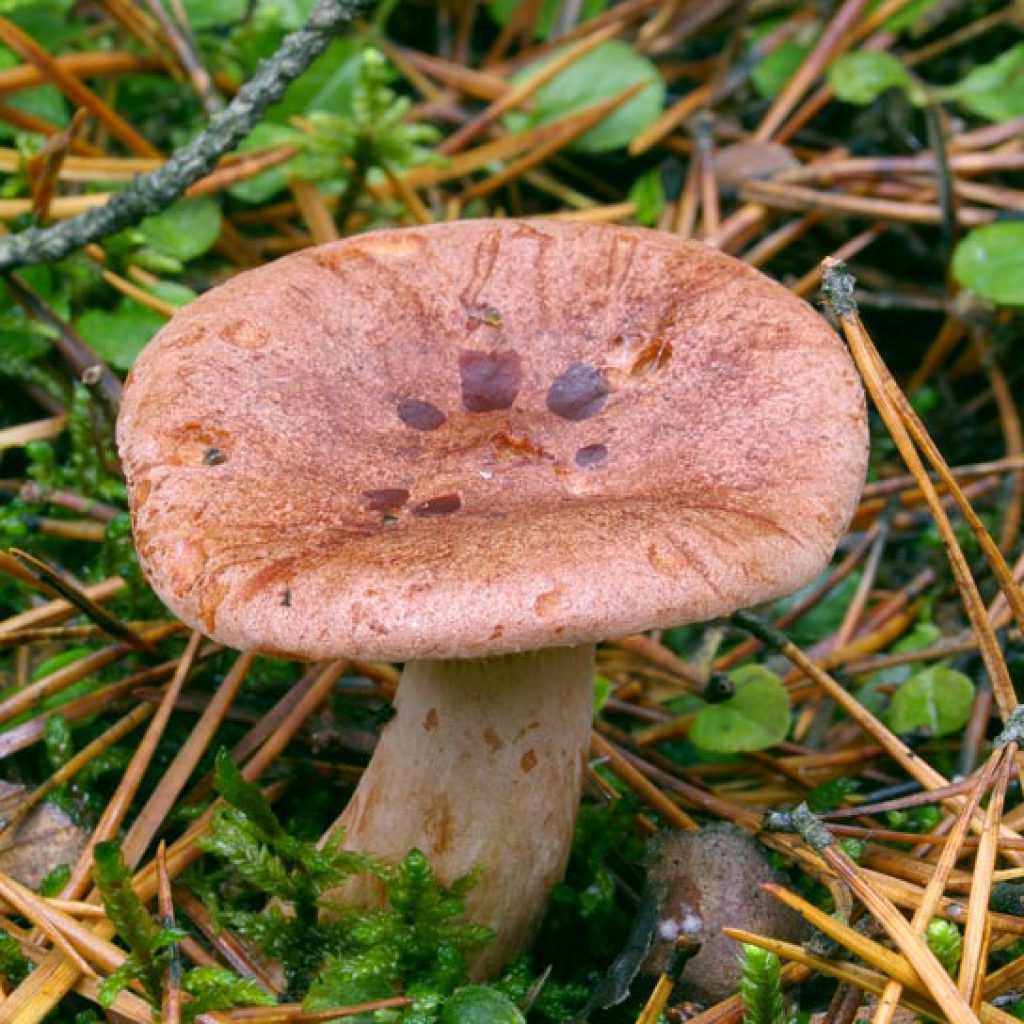 Съедобность грибов млечников и их описание (+29 фото)