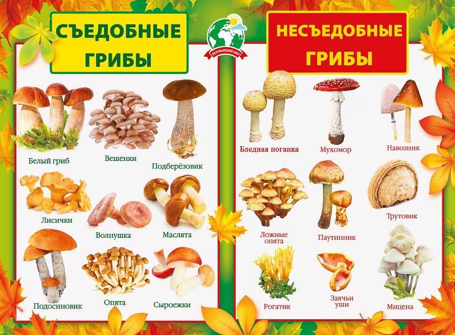 Описание  грибов с фотографиями: характеристики грибов, синонимы, отзывы