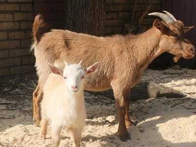 Карликовые козы: описание декоративной породы, отличия от обычных, фото