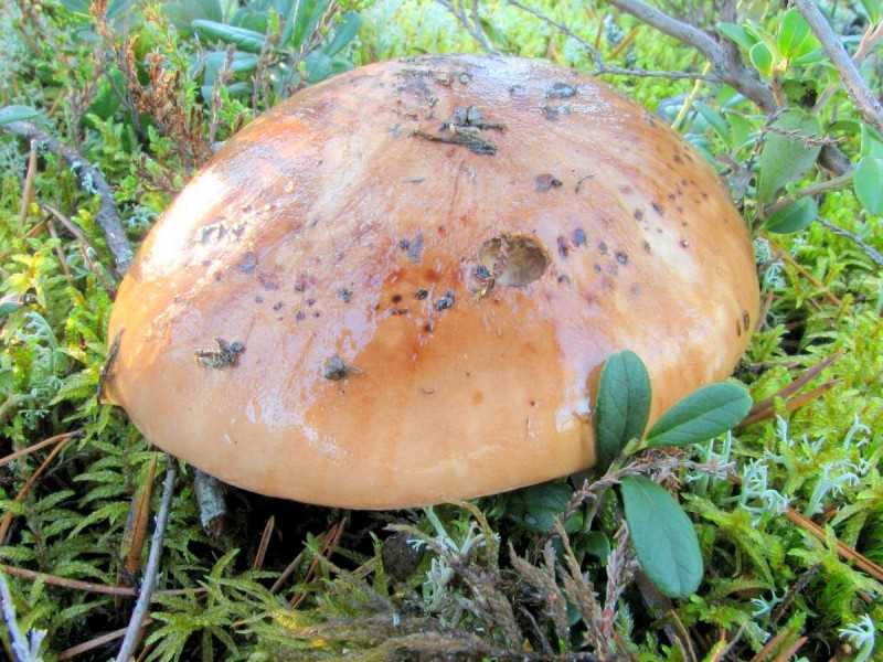 Рядовка сорная (lepista sordida) или рядовка грязная: фото, описание и как готовить гриб
