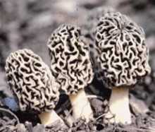 Мухомор королевский - фото и описание гриба, где растет и как выглядит