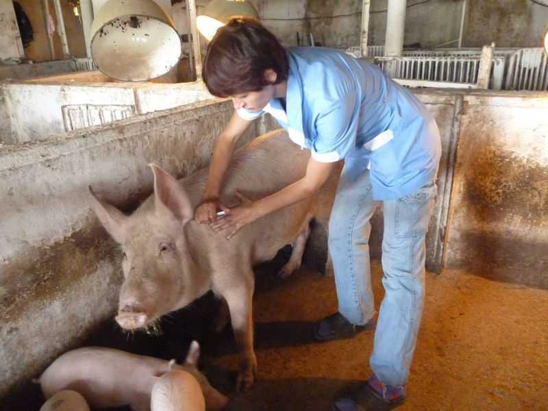 Забой свиней в домашних условиях, способы, технологии, применяемые на заводах. Правила и секреты успешного процесса для дальнейшей переработки мяса.