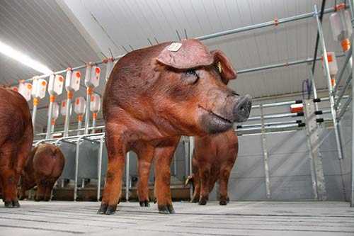 Дюрок: описание породы свиней, особенности кормления и разведения