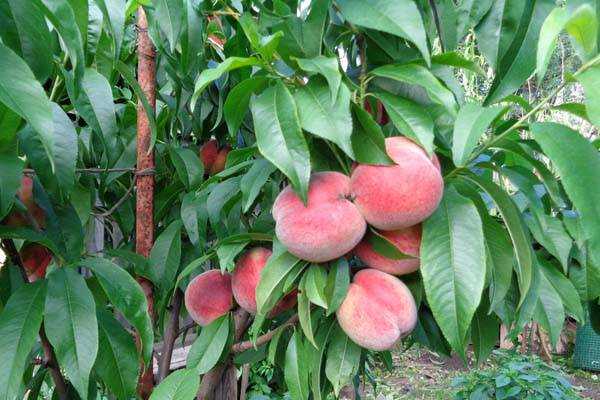 Агротехника выращивания персиков: уход и обрезка