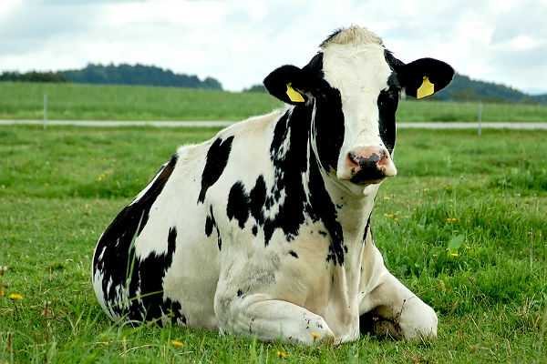 Смещение сычуга у коров: признаки заболевания, способы его лечения и профилактики