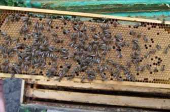 Ульи из пенополиуретана и пенополистирола: отзывы пчеловодов