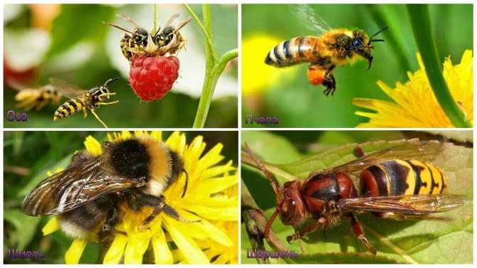 Чем отличается оса от пчелы – руководство по идентификации, фото