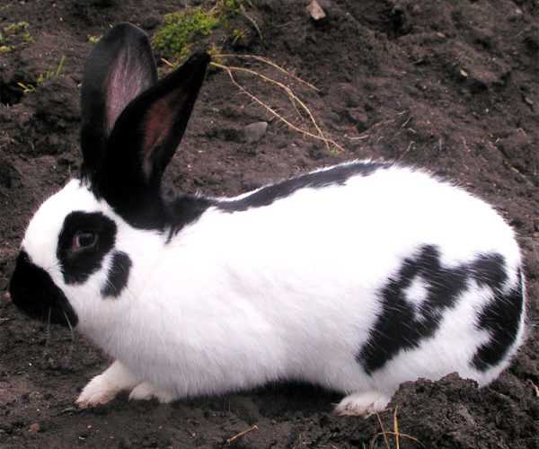 Кролики калифорнийской породы: описание, вес, содержание
