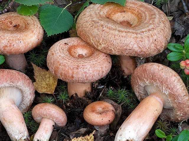 Где растет гриб белянка (волнушка белая), его описание и фото