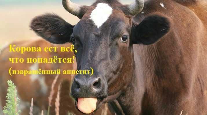 Корова не ест, плохо ест и худеет: причина болезни, что делать